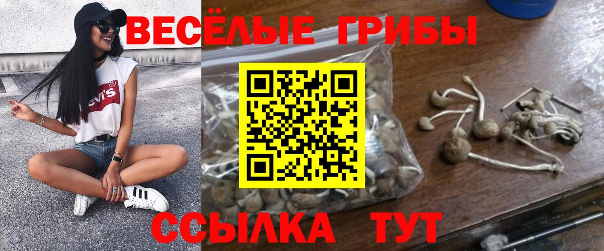 Псилоцибиновые грибы Cubensis Железногорск